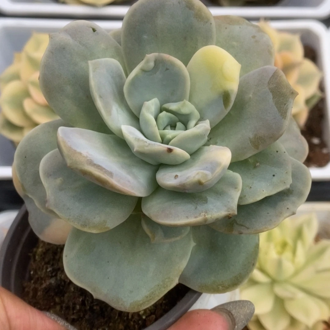 060可爱玫瑰锦锦锦锦锦锦