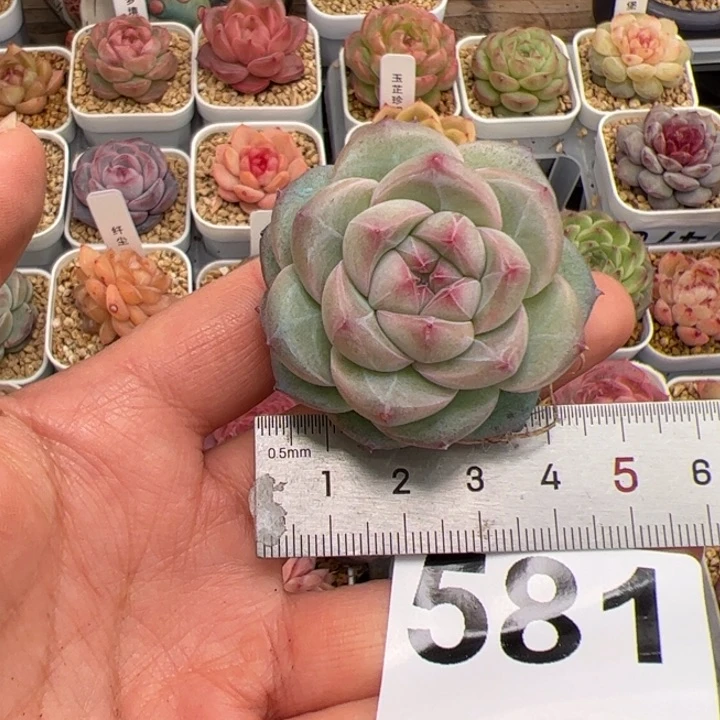 S****a581 多肉植物组合