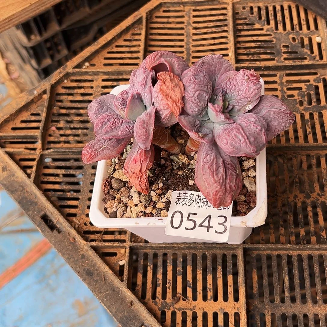 小***儿多肉一物一拍植物0543