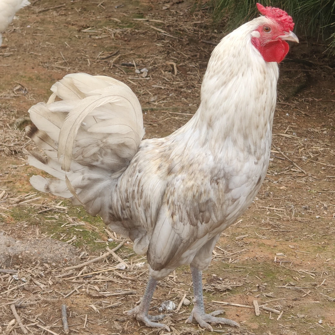 宠物级花冠鹊山公鸡2只起