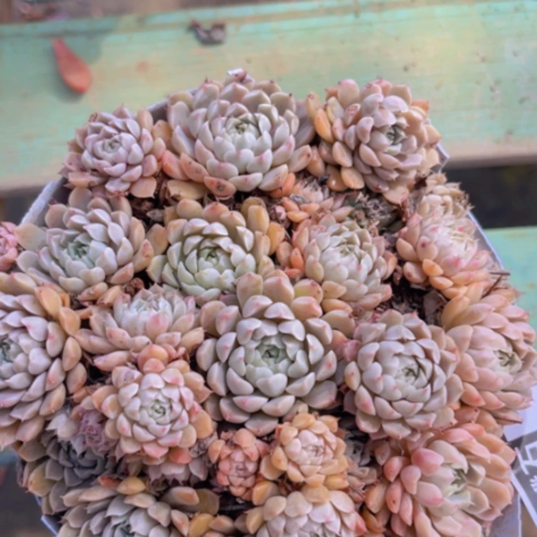 【闪购商品】墨西哥姬莲1873