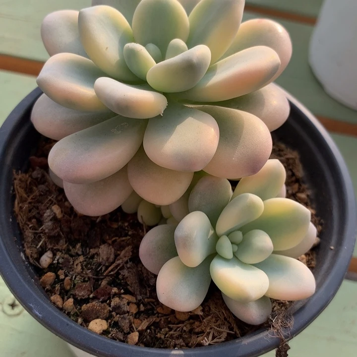 洛神锦锦上园艺一物一拍