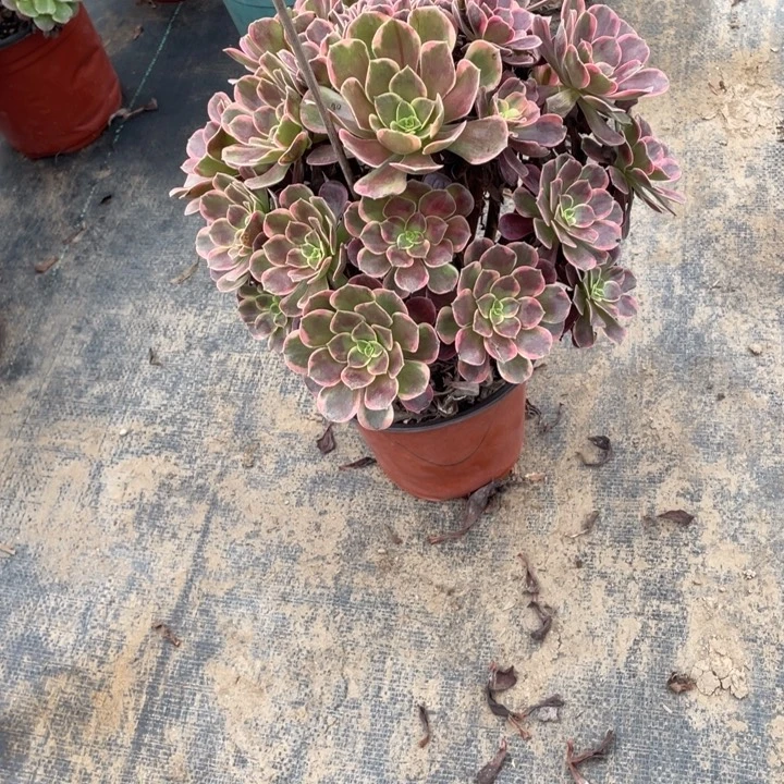 50金丝雀多肉多肉多肉多肉多肉