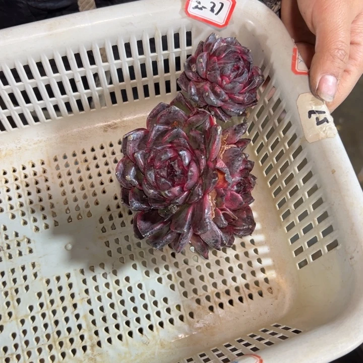 用***8精品多肉植物老桩