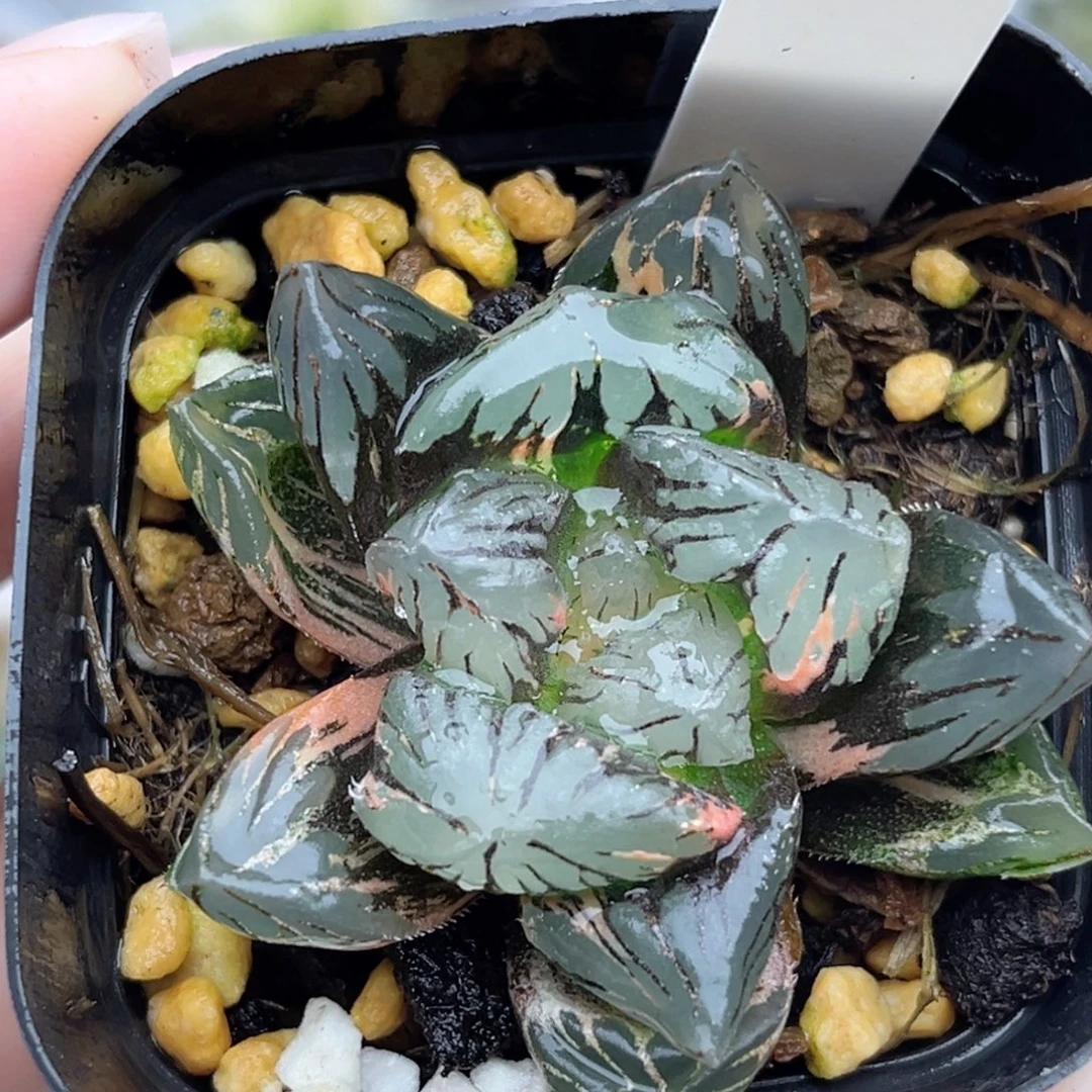 35大窗黑水晶玉露锦福利专场