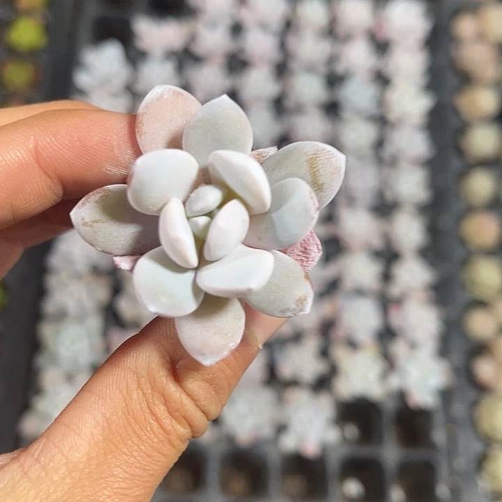 精品粉雪莲满9.9包邮