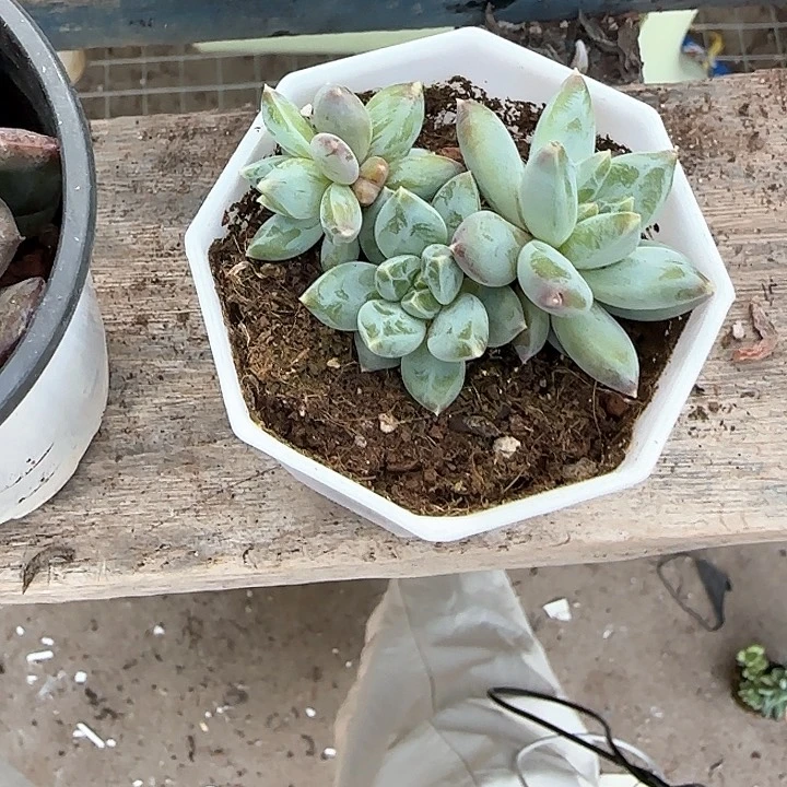 青蛙王子儿童牙膏111