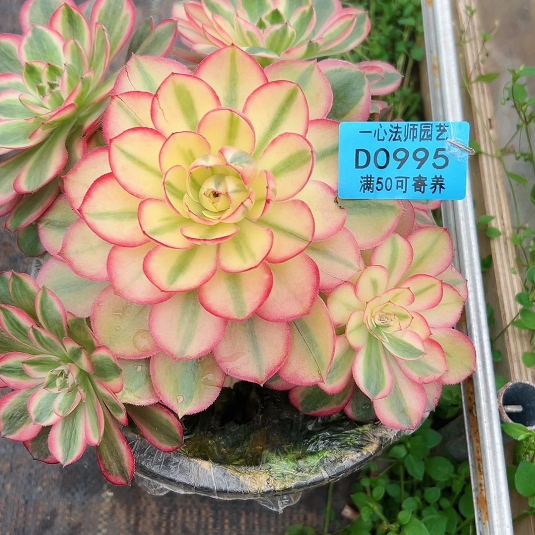 多肉植物0995荔枝法师