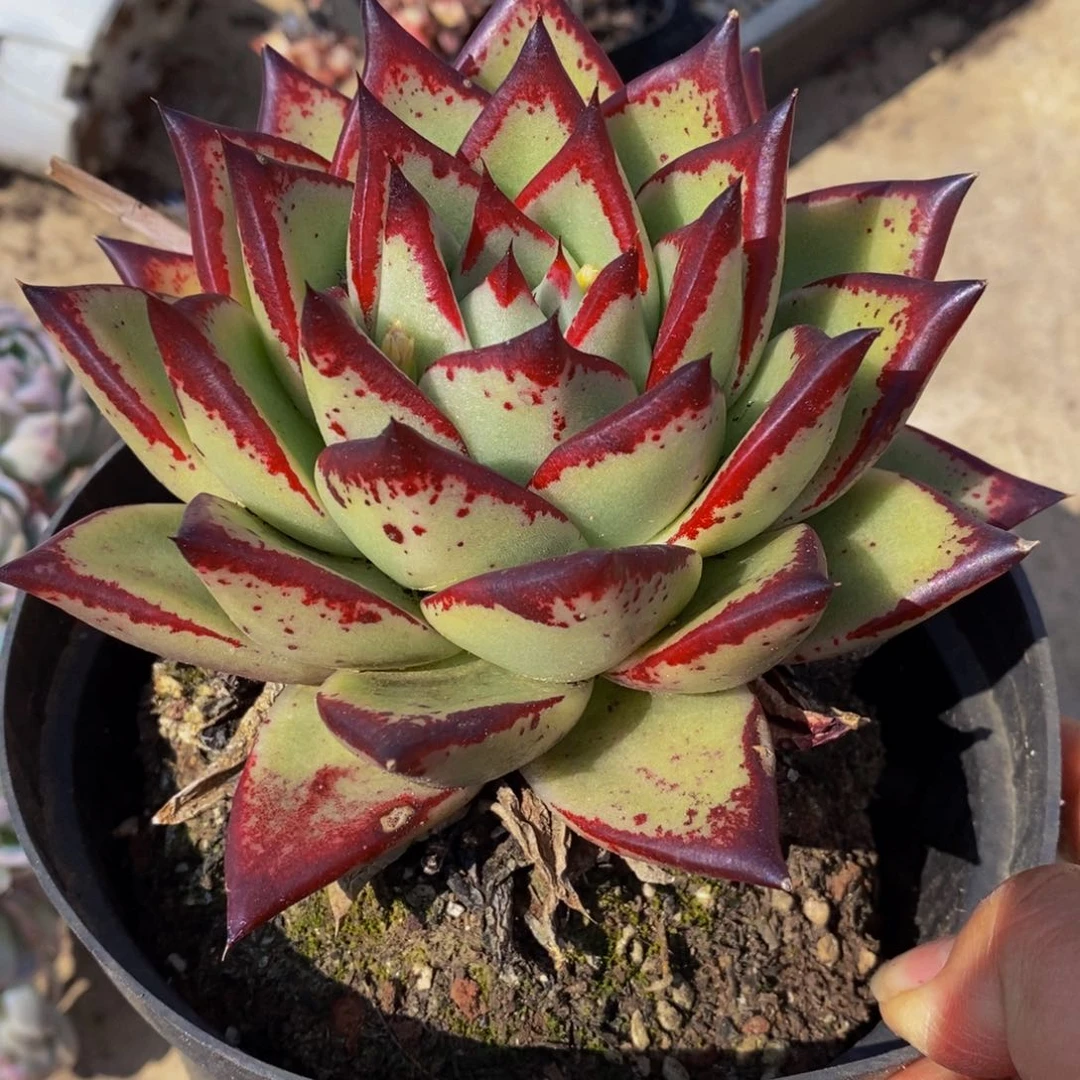 乌木大单头多肉植物