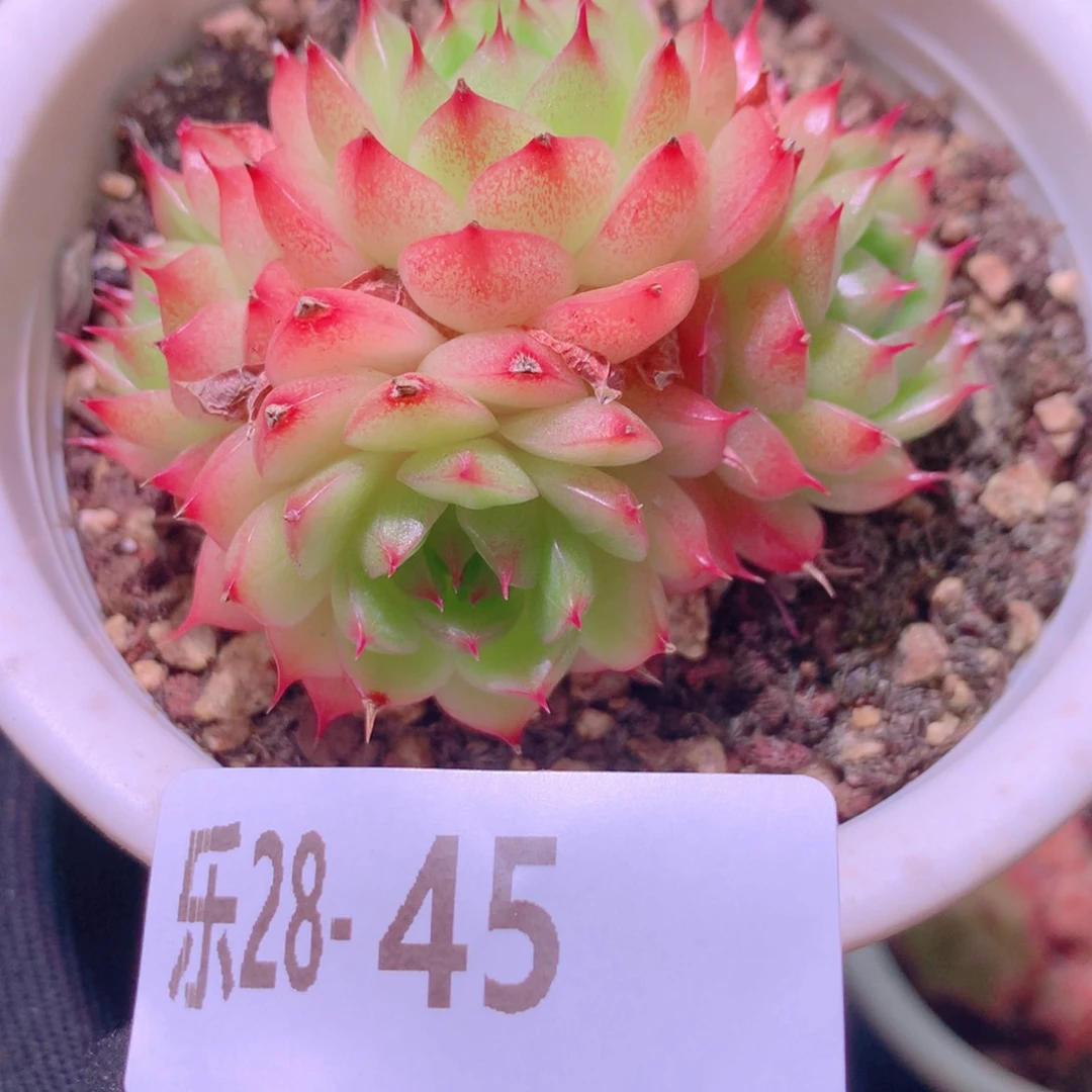 乐然28-45 海王群