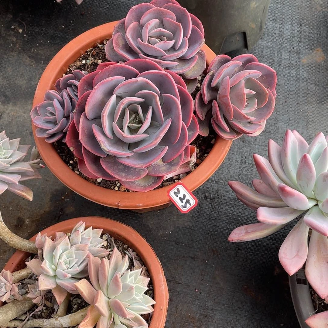 225尘埃玫瑰 一物一拍多肉