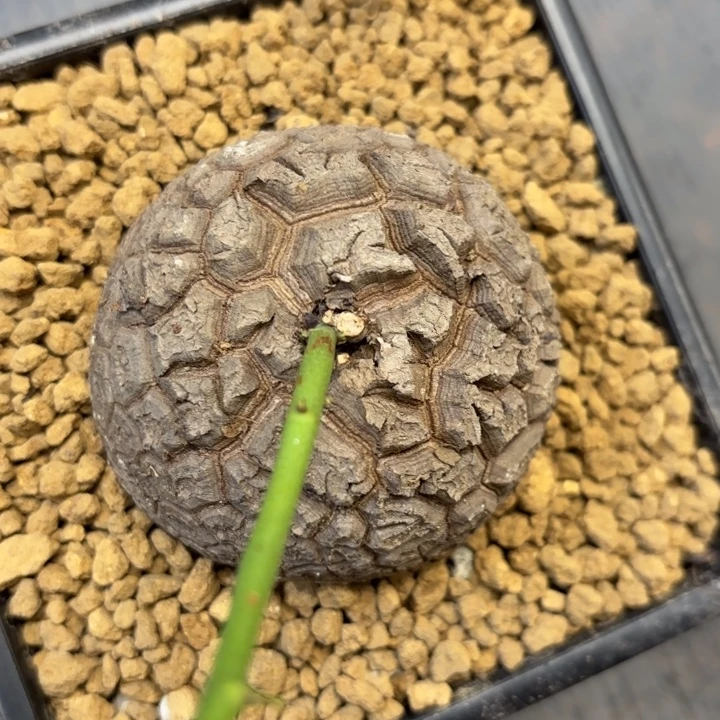 1250号龟甲龙带盆包邮尺寸6+