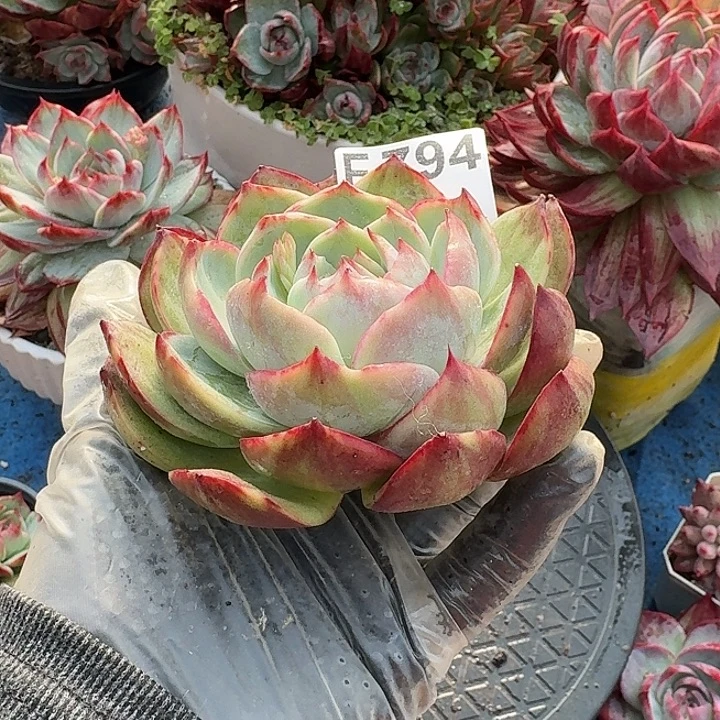 惊鸿惊鸿惊鸿 794..........