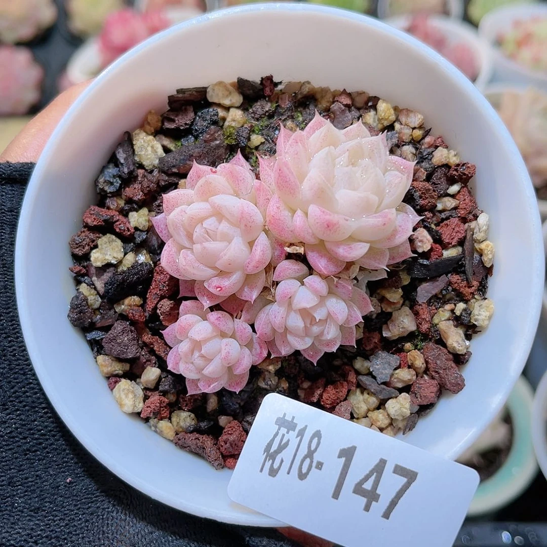 花18-147女王小群