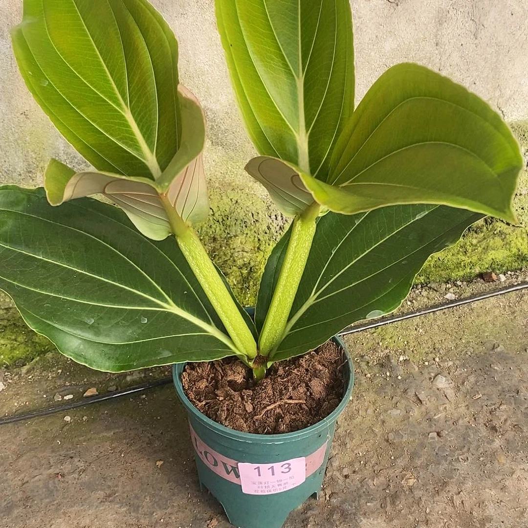 木本植物小*木本花卉113