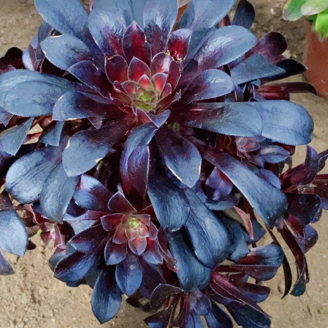 花娜多肉开播福利