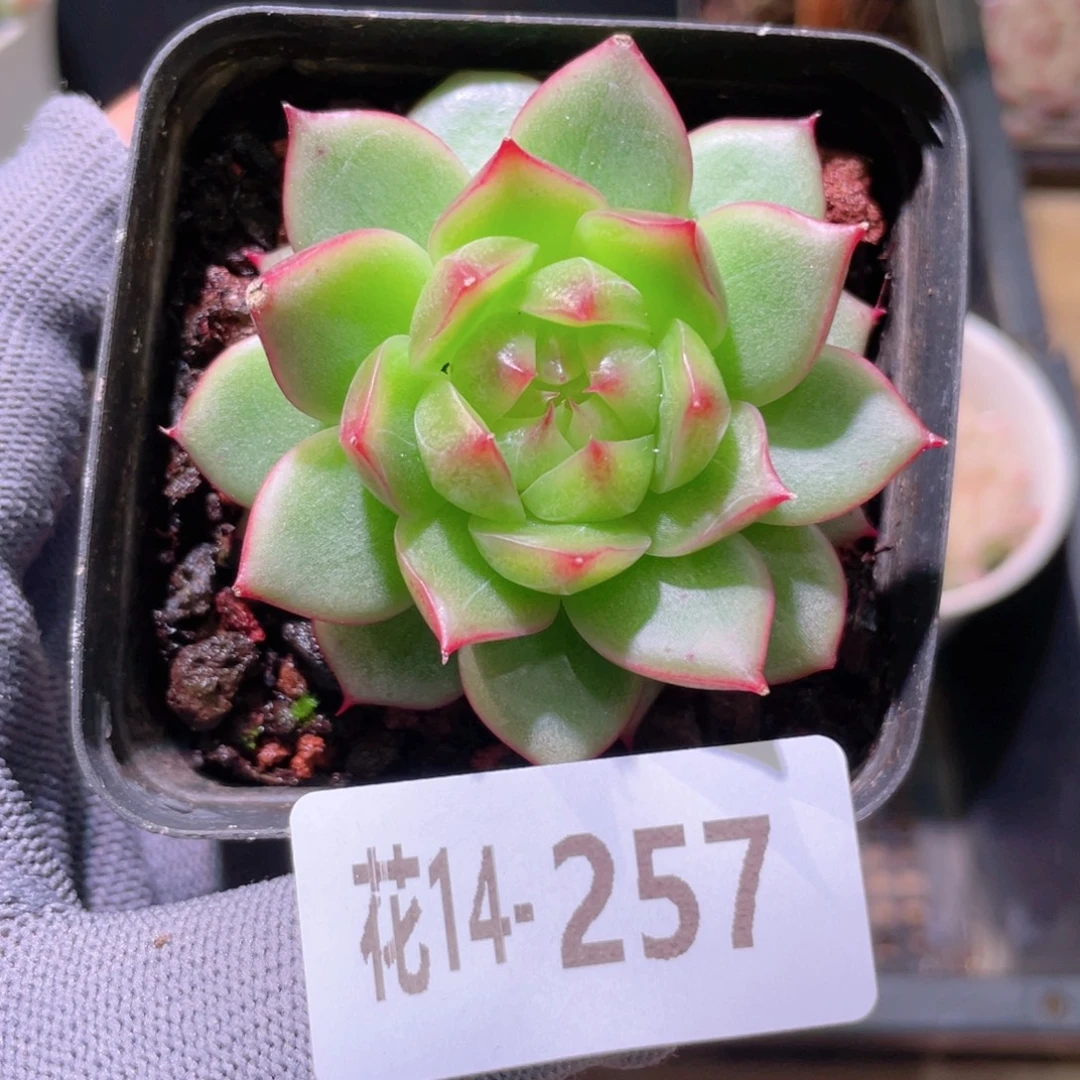 花利美14-257海王