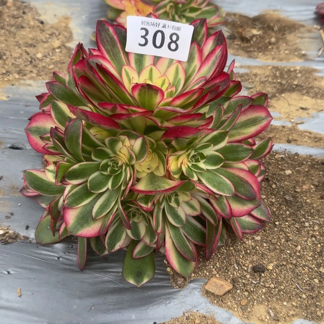 糖*：308荔枝寄养到秋