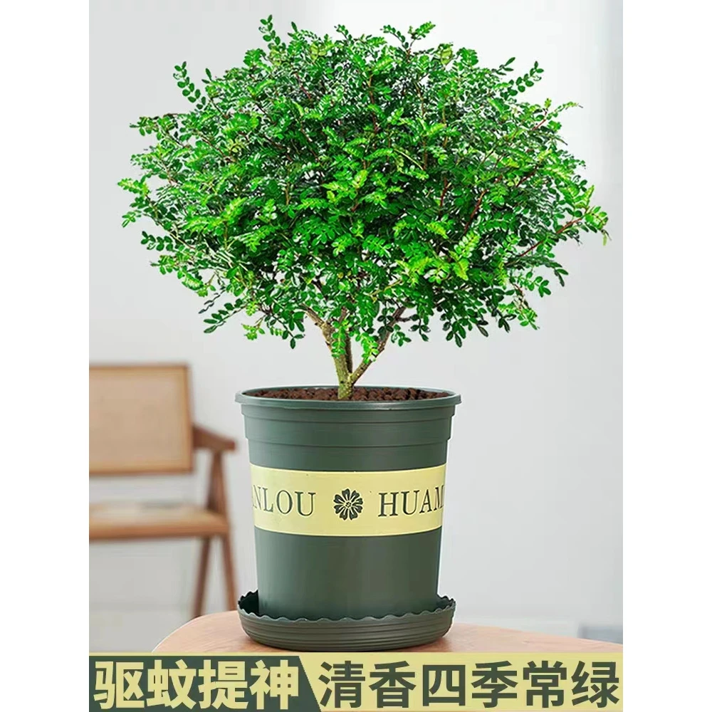 清香木盆栽清香型胡椒木四季常青提神益脑驱蚊清香木植物净化空气