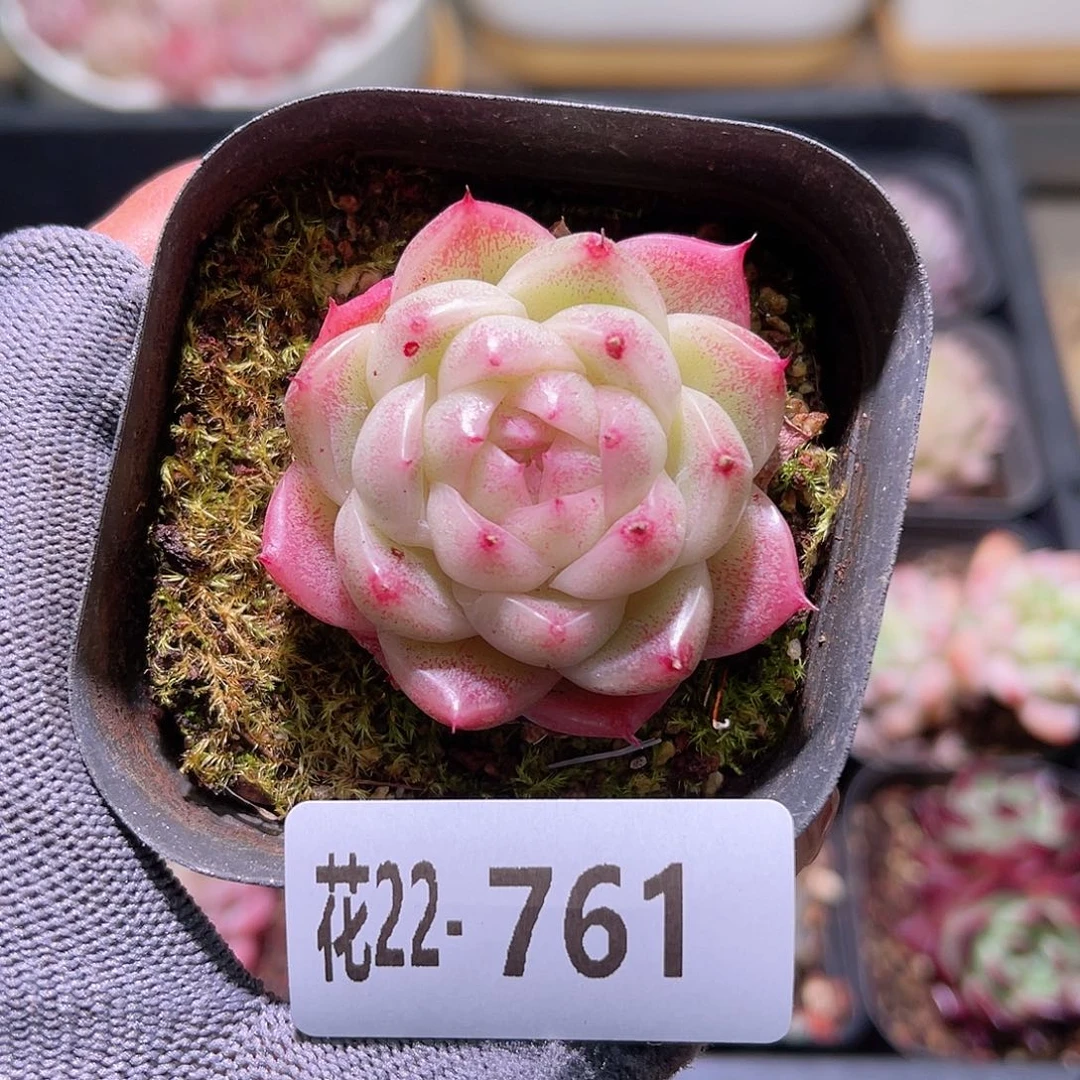 花22-761麦秆单头