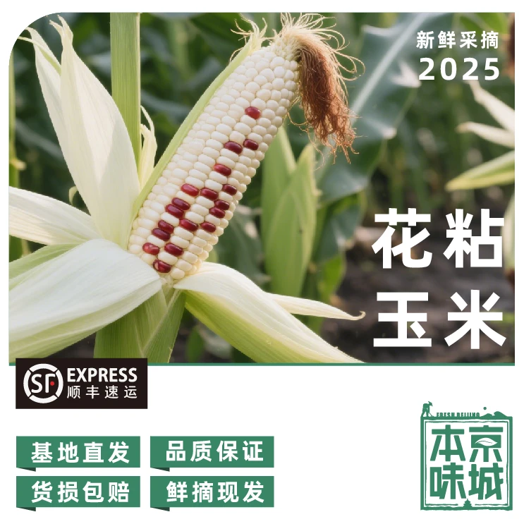 房【花粘玉米】5斤±2 两装/ 鲜嫩回甜香糯味美  25春季新下玉米新鲜北京市
