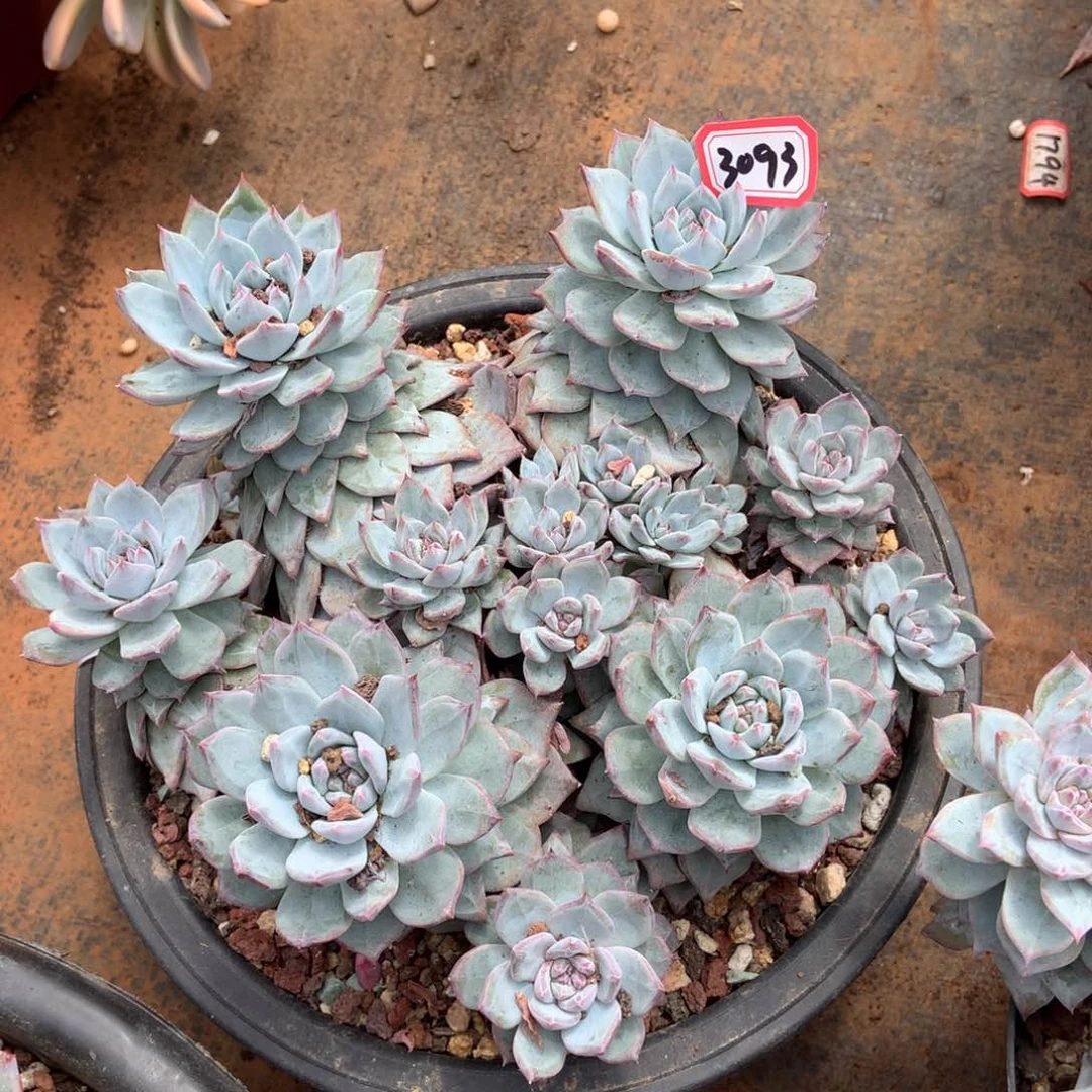 粉蓝鸟有砍3093晓晓一物一拍