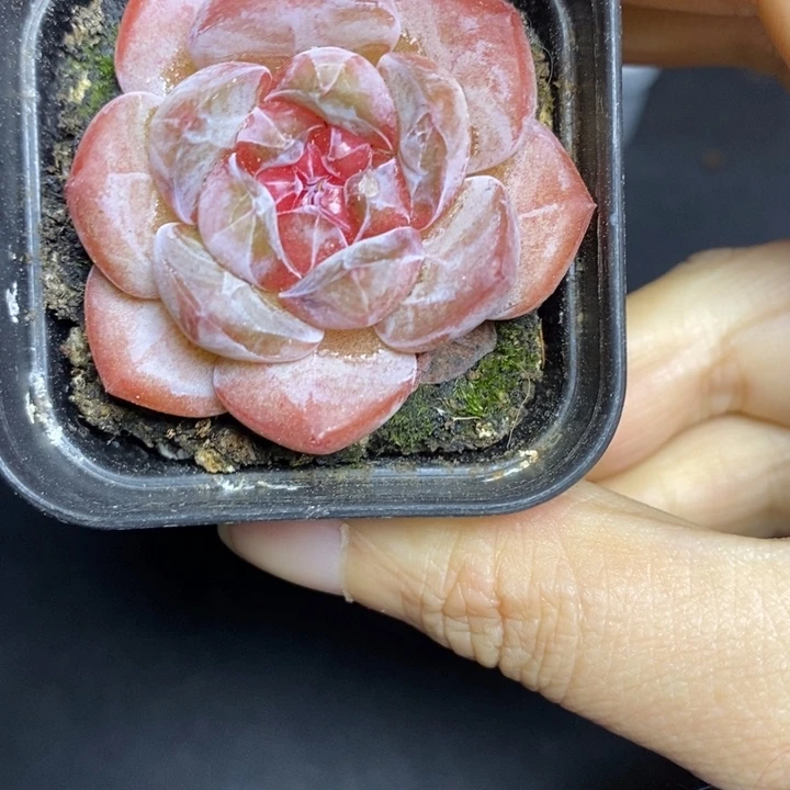 米子多肉精控多肉52号