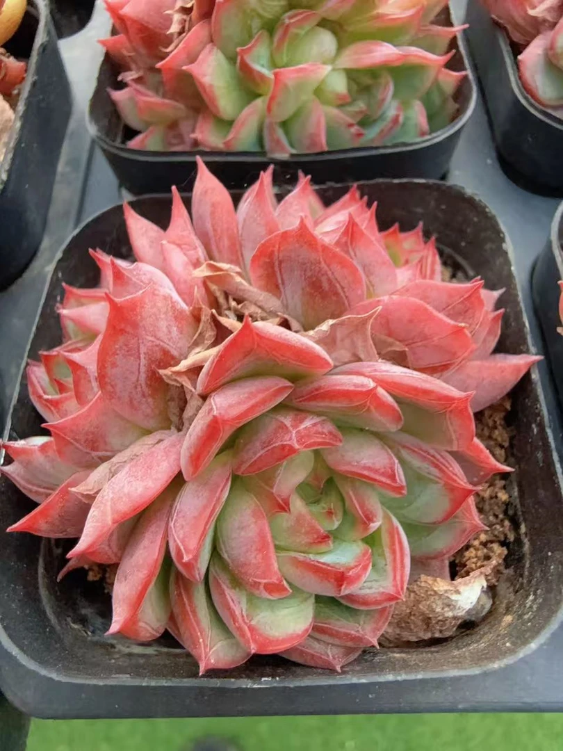 3-5头桃红仙子整桩无砍群（4-6cm）脱土