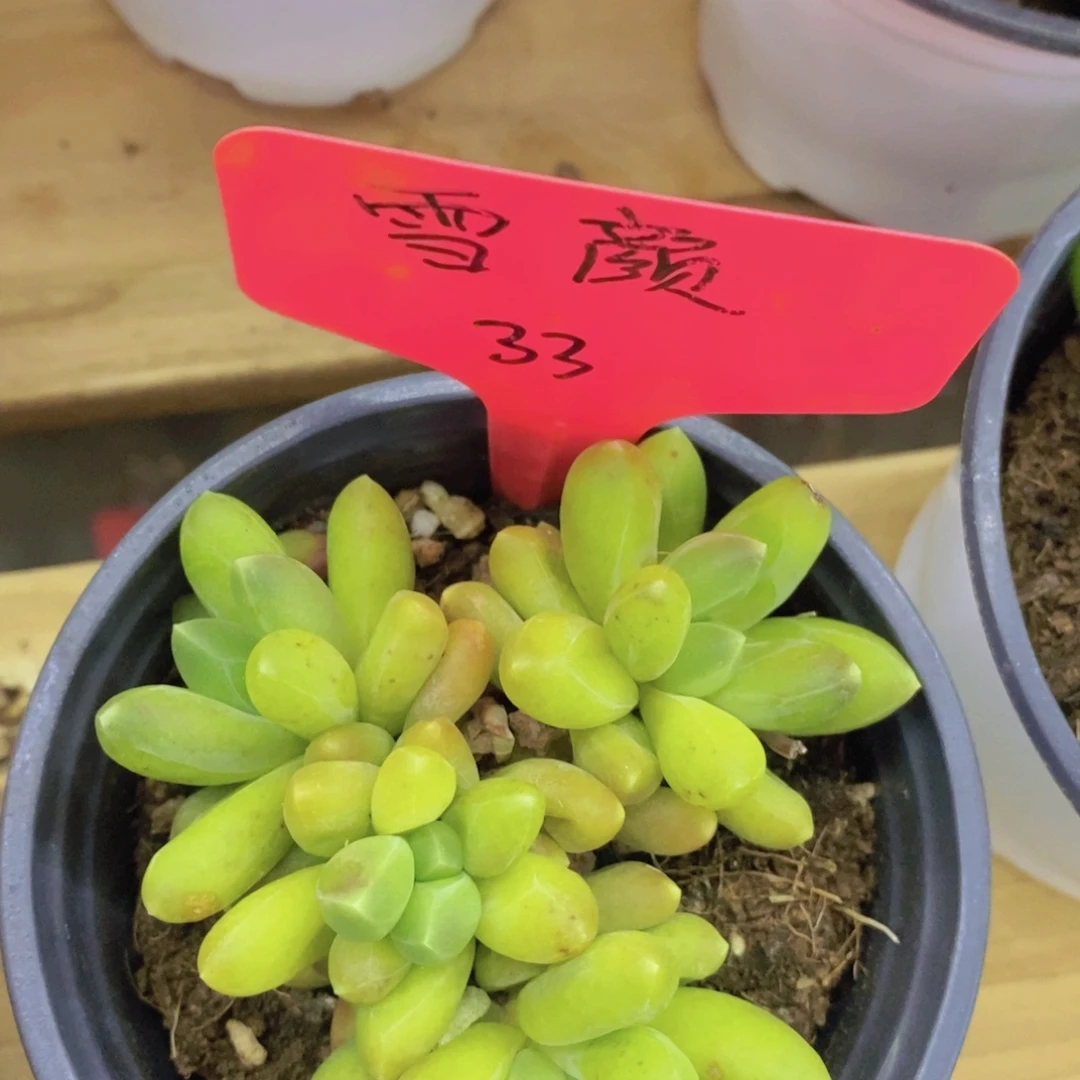 开心多肉，诚意专场，一物一拍，一单包邮