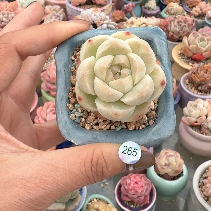 265 多肉含盆土 30元包邮 除偏远地区