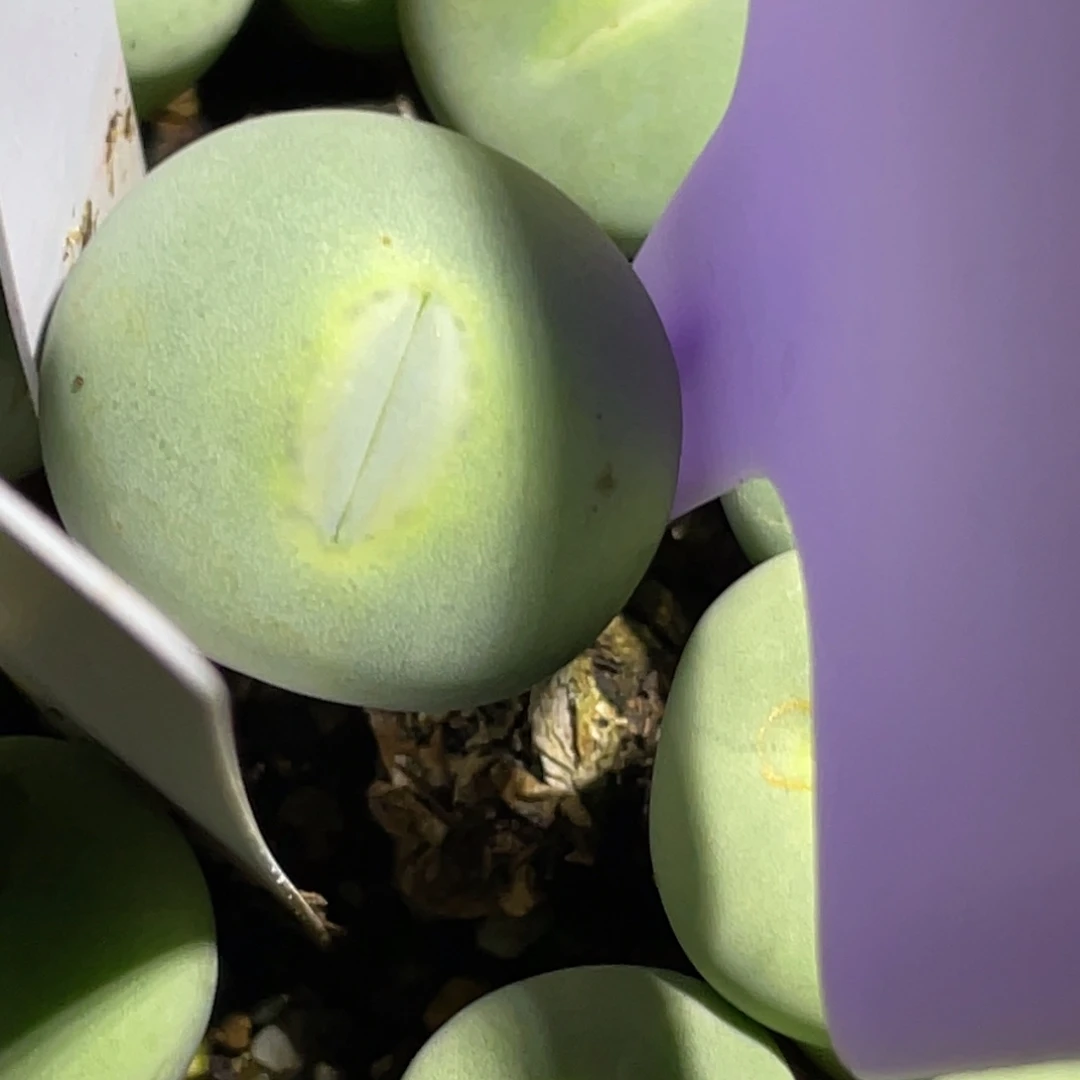 玻尿酸大嘴单头植物一物一拍