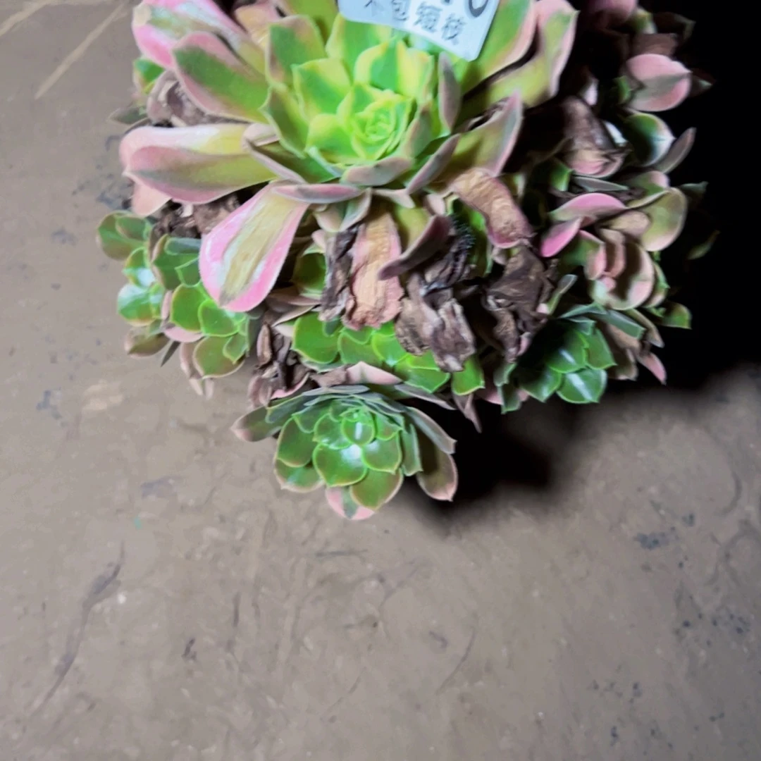 香妃多肉植物法师2246