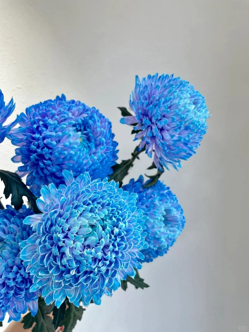 【牡丹菊】 宝石蓝牡丹菊  5支 鲜花任意两单包邮