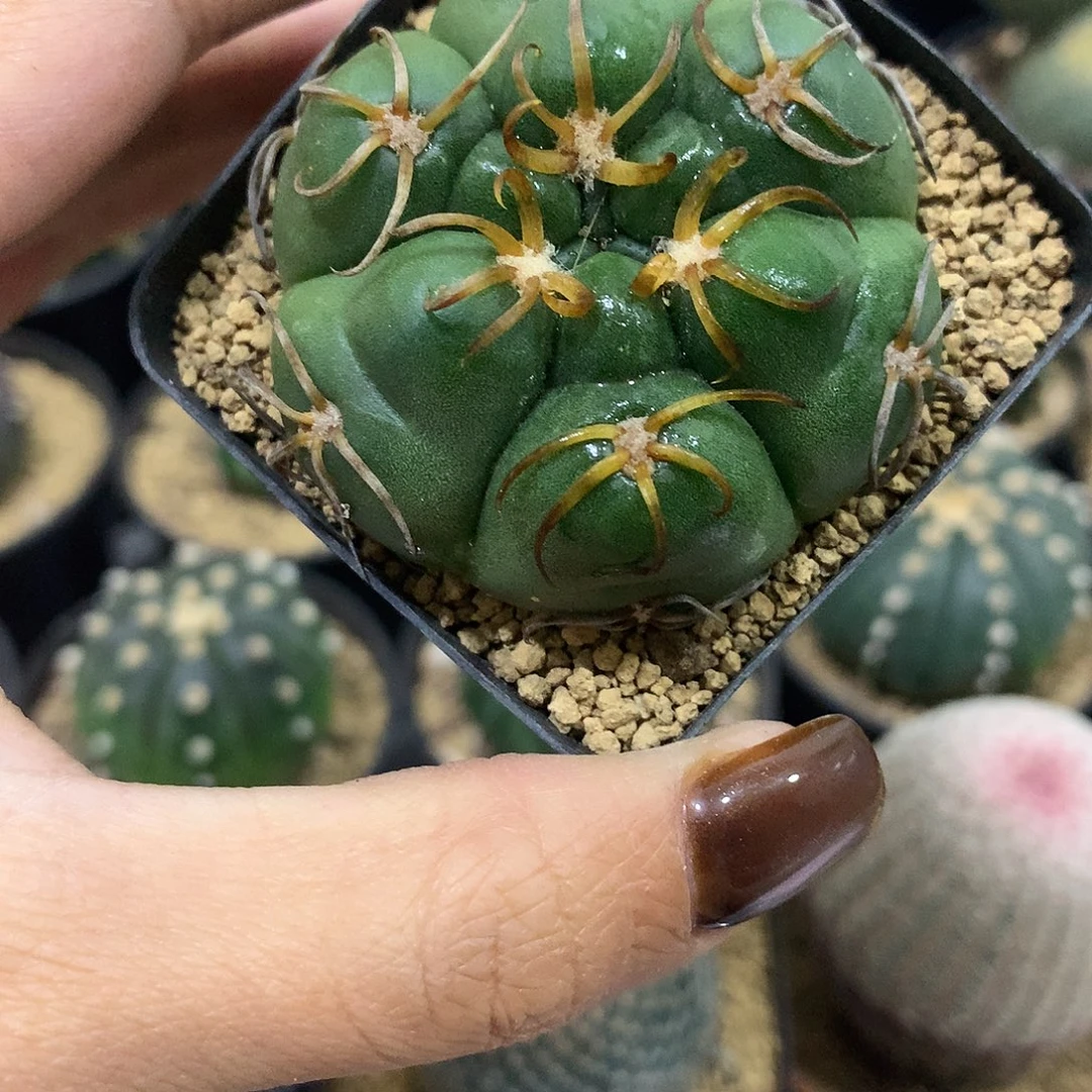 福利实生根趴刺高木海王