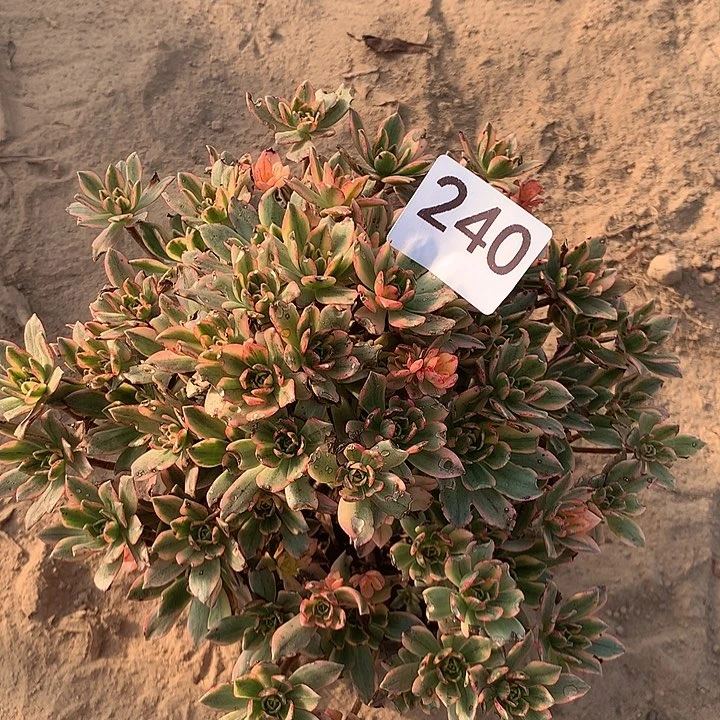 无花朵240甜茶杯有虫咬