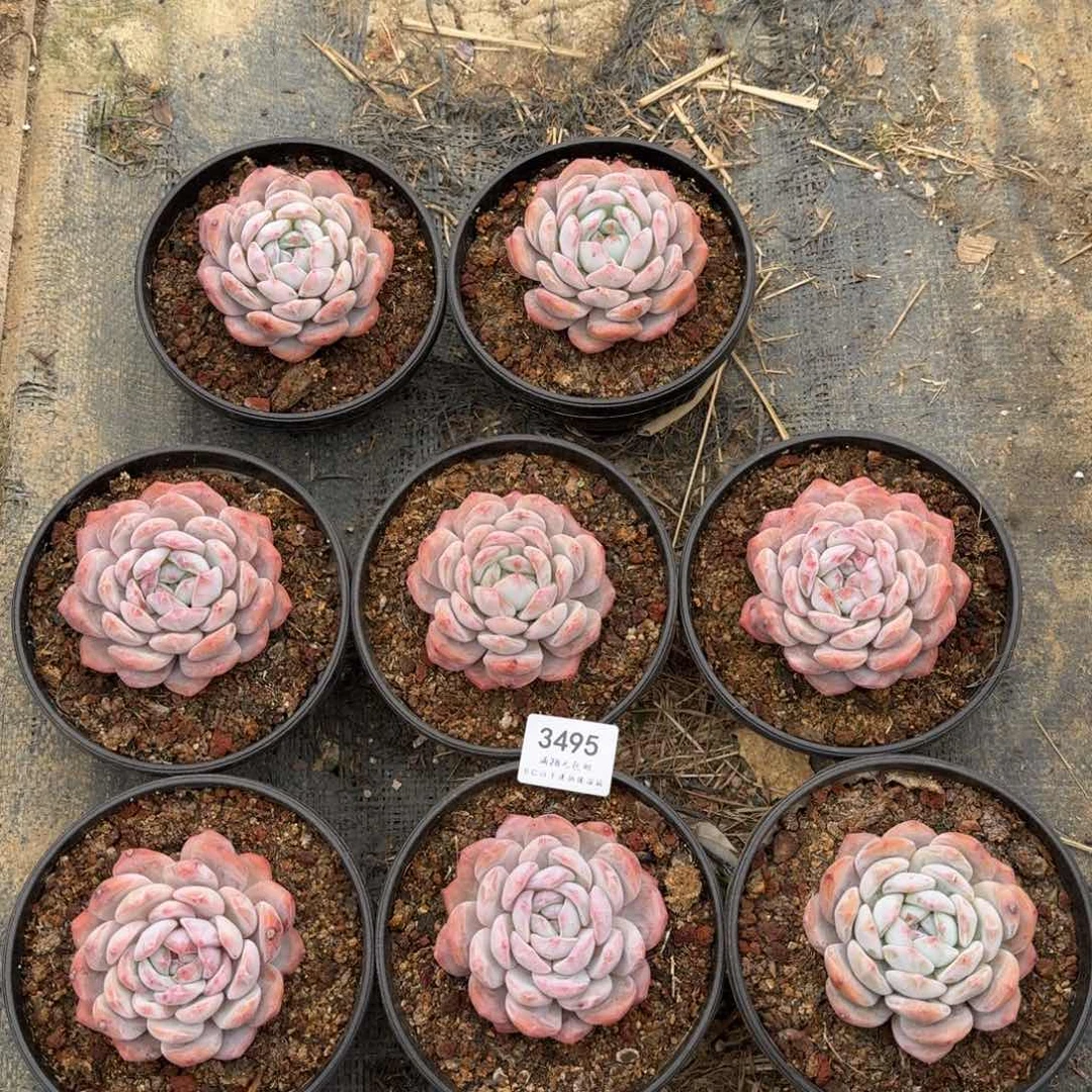 3495星影单头8-9cm，随机一颗