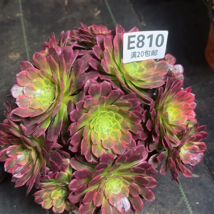 瑞妈一物一拍810