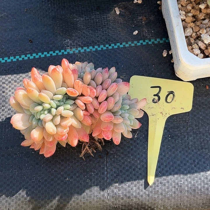 冰梏30号码牌子的话题