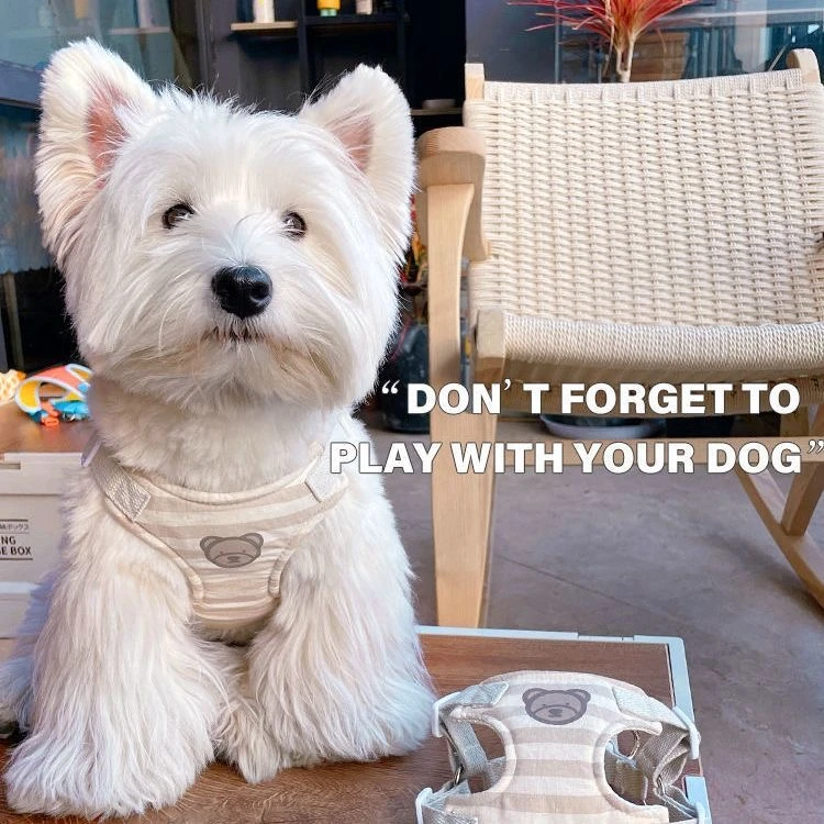 狗狗牵引绳小型犬INS爆款可爱小熊狗绳宠物泰迪比熊外出胸背带