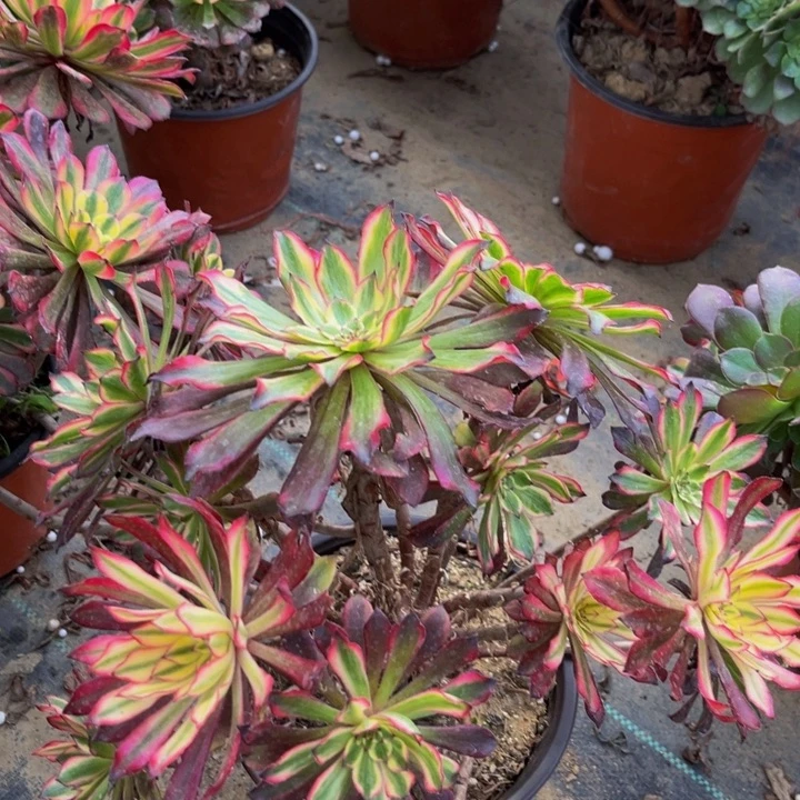 520多肉植物一物一拍