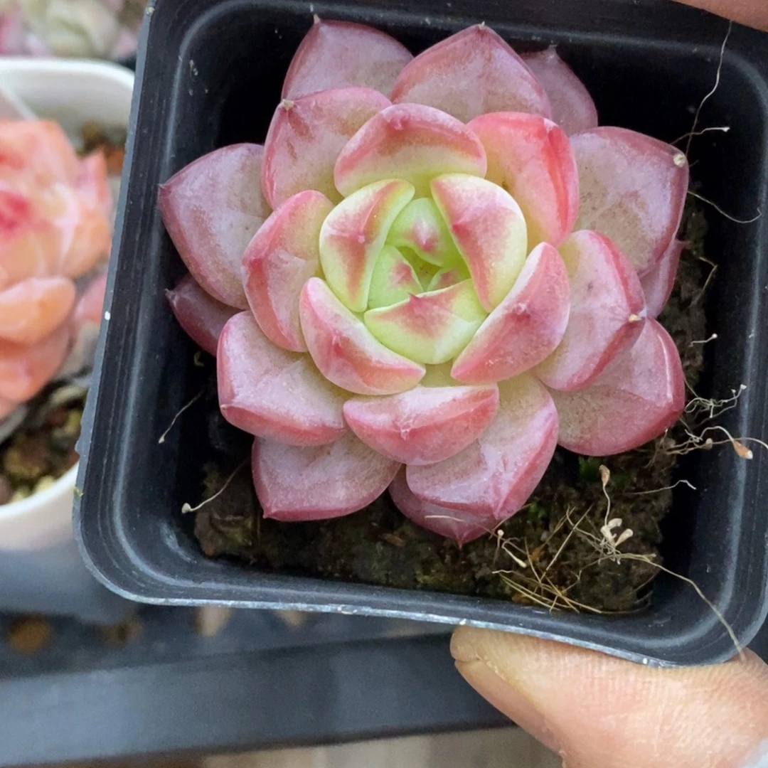 精品多肉一物拍不包整493