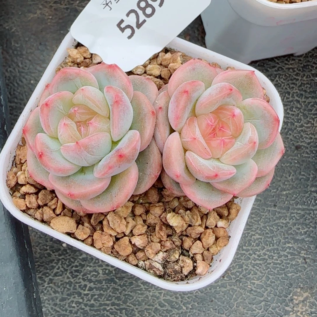 秃子甜心，5289多肉