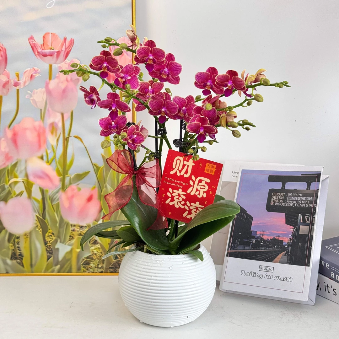 妗画【金边玲珑】蝴蝶兰鲜花精致组盆 开花株 室内绿植基地直发