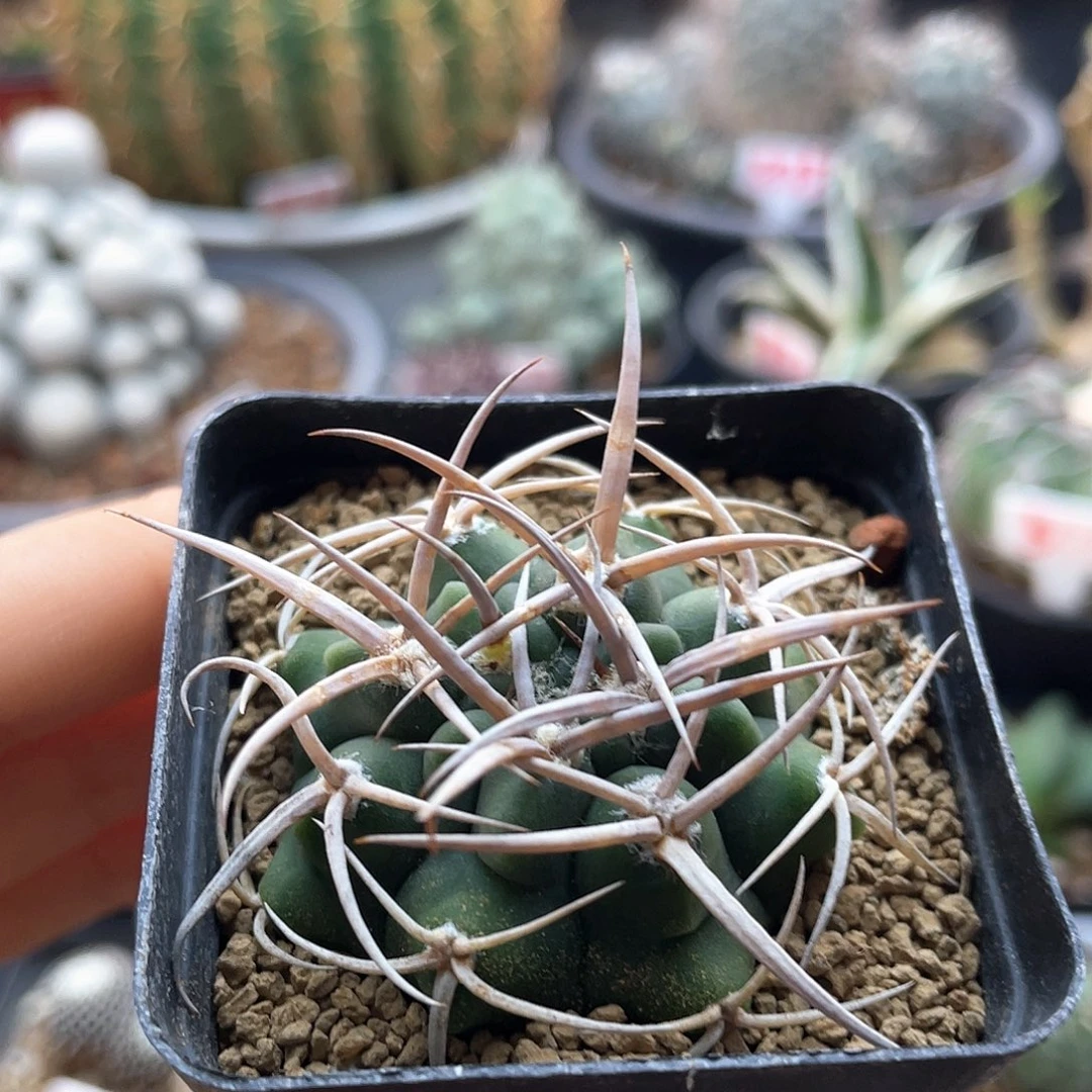 实生五十铃狂刺碧岩玉