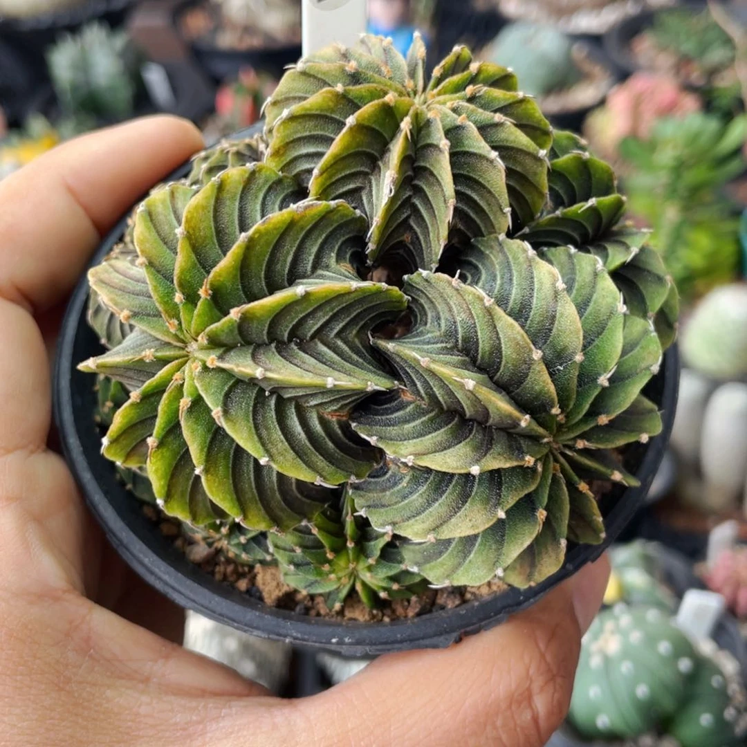 猫*仙人球满28包邮盆口径5公分肋骨群9公分