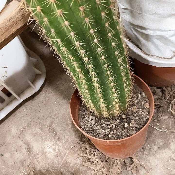 大毛花，高15公分起左右