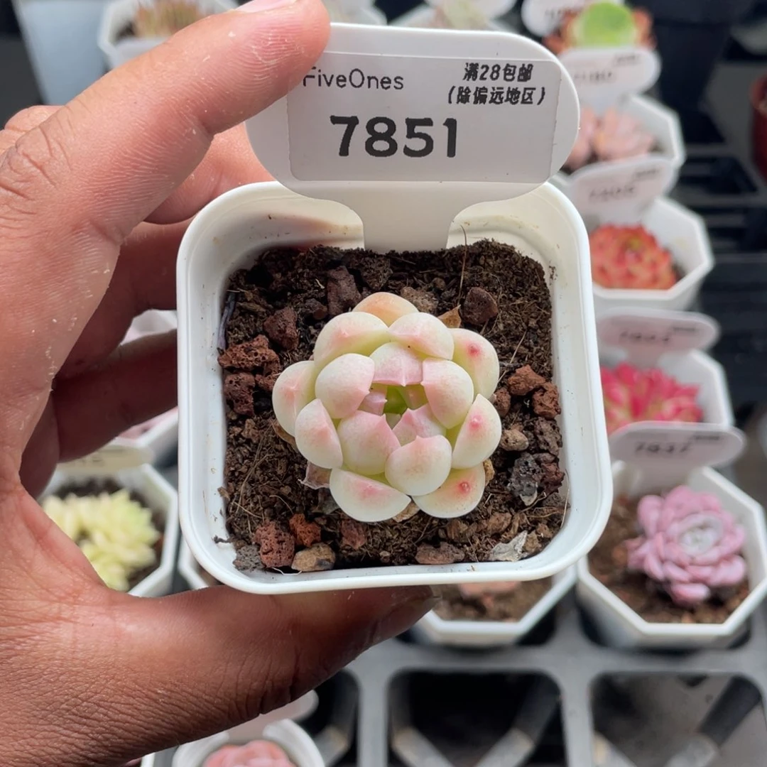 7851白桃汽水4.0厘米