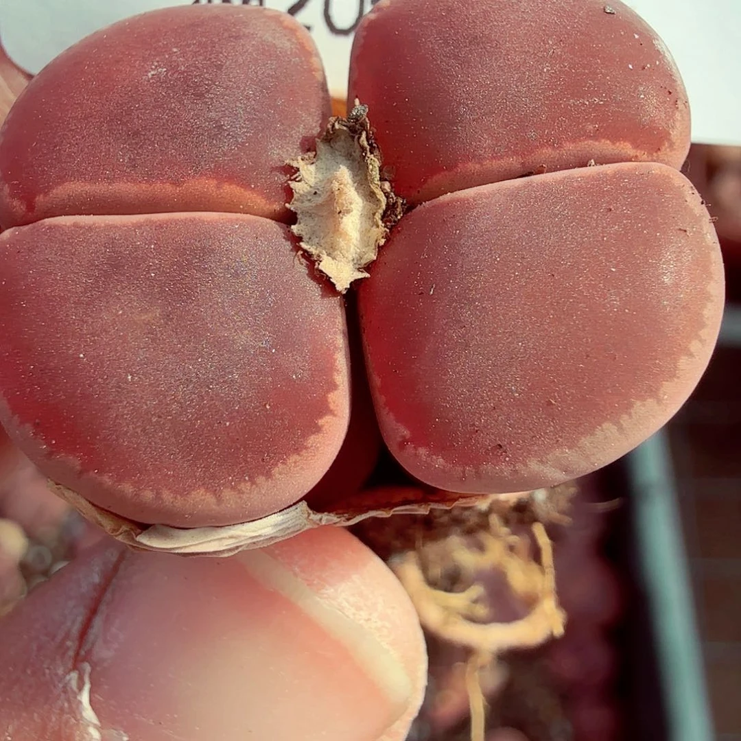 我不晓得咋搞300