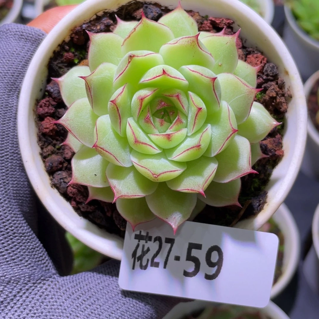 花利美27-59女王