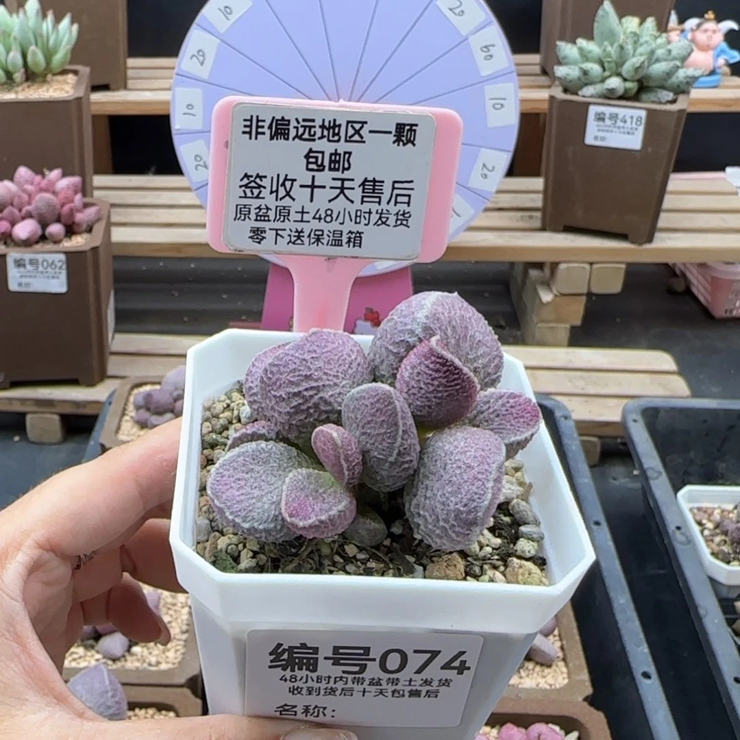 飔*074哈莫猪肝补差多肉植物